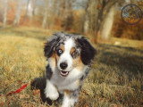 Good Doggy