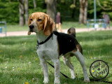 Good Doggy