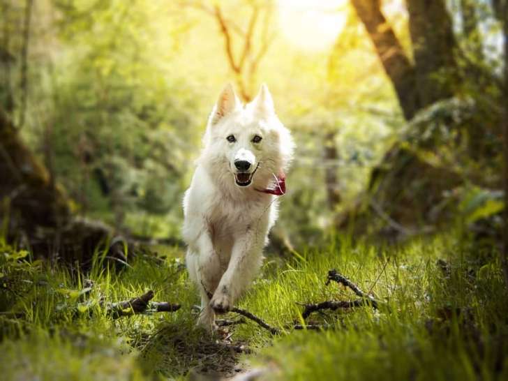 Good Doggy
