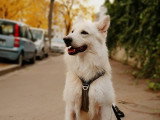 Good Doggy