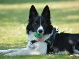 Chiens obéissants