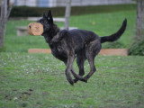 Chiens obéissants
