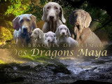 Des Dragons Maya