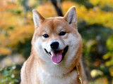 Shiba Québec
