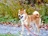 Shiba Québec
