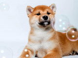 Shiba Québec