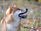 Shiba Québec
