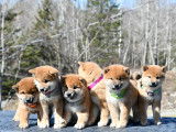 Shiba Québec