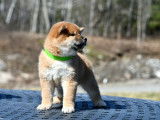 Shiba Québec