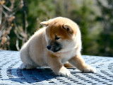 Shiba Québec