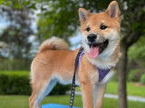 Shiba Québec