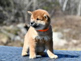 Shiba Québec
