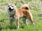 Shiba Québec