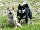 Shiba Québec