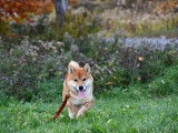 Shiba Québec