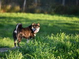 Shiba Québec