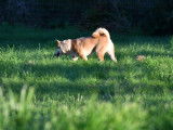 Shiba Québec