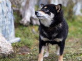 Shiba Québec