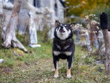 Shiba Québec