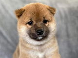 Shiba Québec