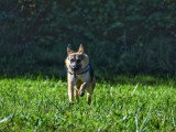 Au tour de mon chien