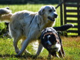 Au tour de mon chien