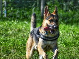 Au tour de mon chien