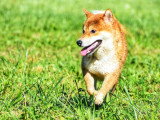 Au tour de mon chien