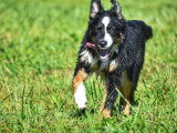Au tour de mon chien