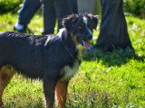 Au tour de mon chien