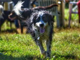 Au tour de mon chien