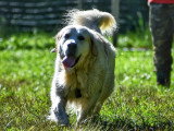 Au tour de mon chien