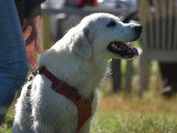 Au tour de mon chien