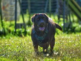 Au tour de mon chien