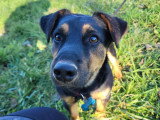 Au tour de mon chien