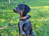 Au tour de mon chien