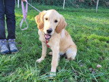 Au tour de mon chien