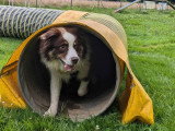 Au tour de mon chien