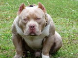 American Bully 69