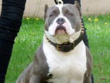 American Bully 69