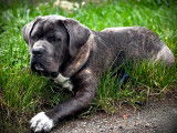 Zeus - Cane Corso