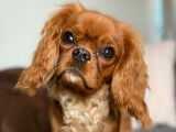 Scarlett - Cavalier king Charles