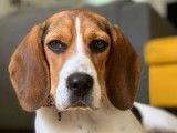 Romy - Beagle