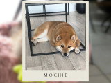 L'amie cynophile