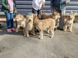 Les Amis Du Berger Picard