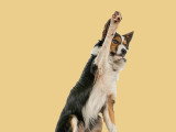 Animal Perception