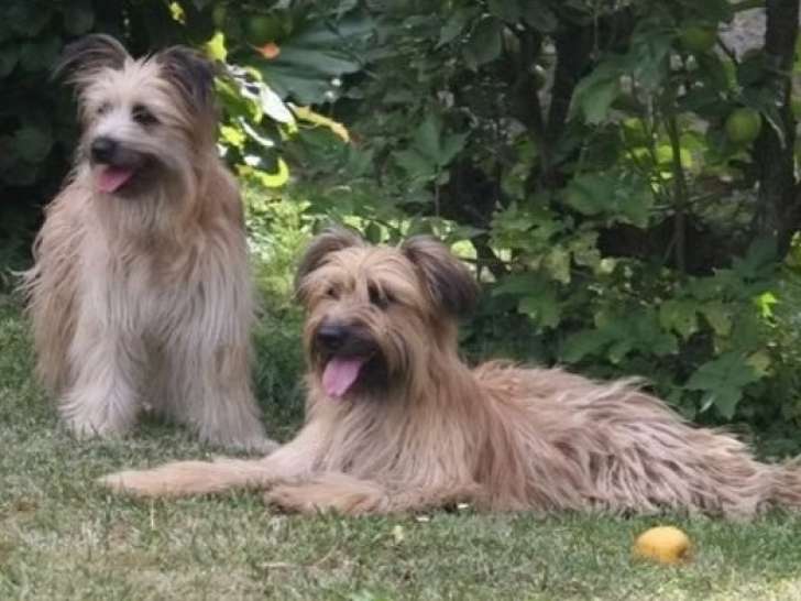 Réunion des Amateurs de Chiens Pyrénéens