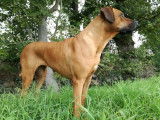 Nala, la star du monastère