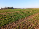 55 hectares pour nos chiens !