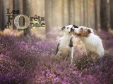 Les Forêts d'Opale